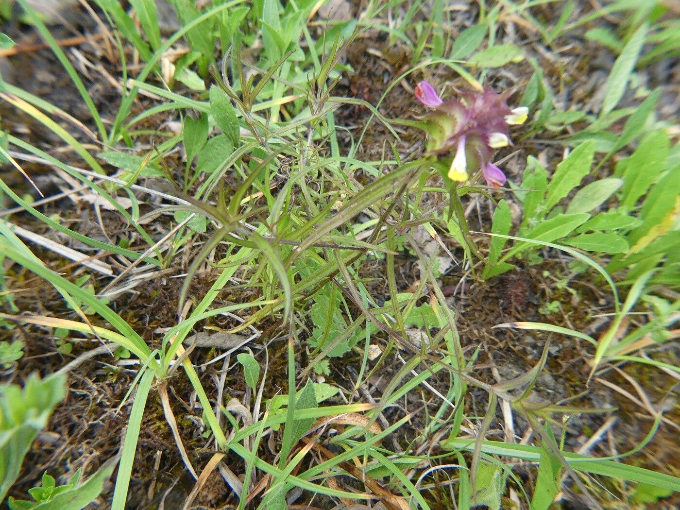 Melampyrum cristatum habit