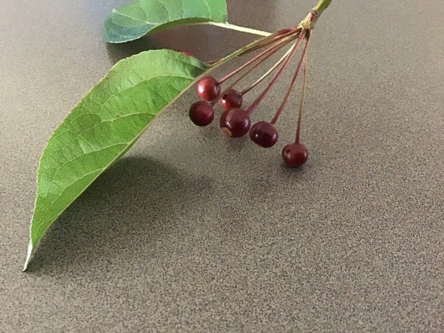 Malus sargentii fruit