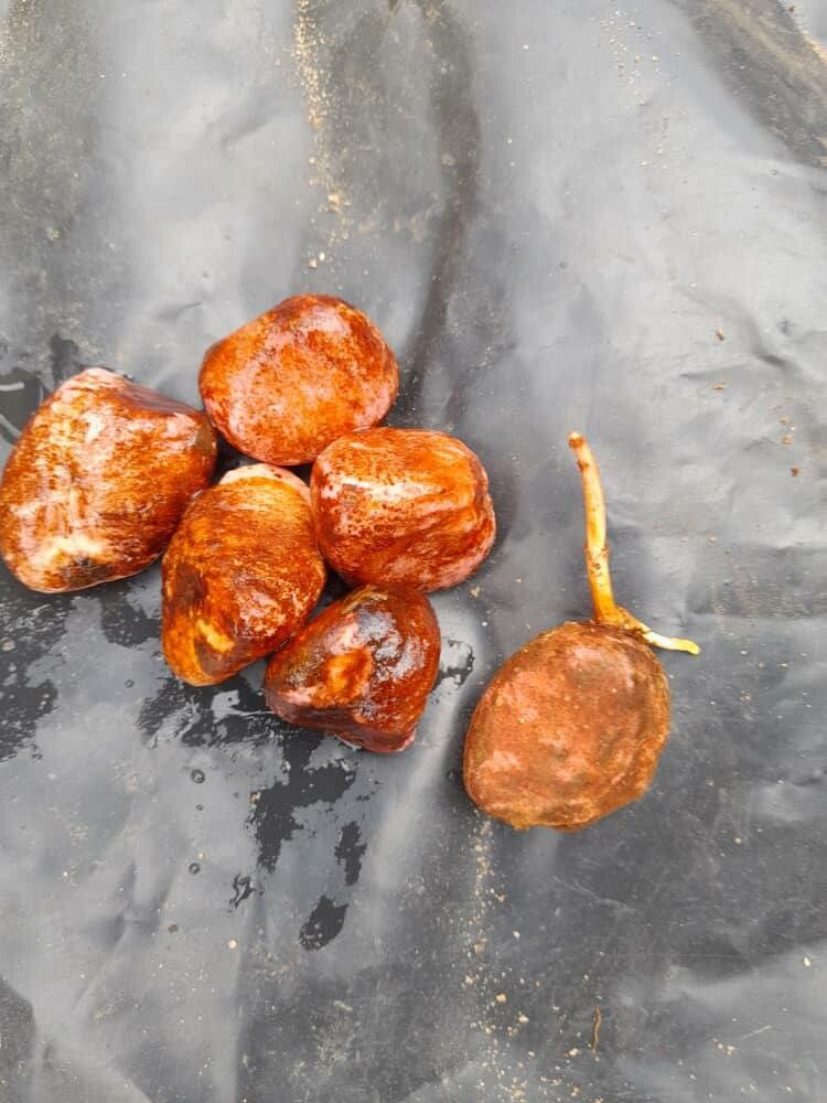 Pentadesma butyracea — search result for 'Cameroon'