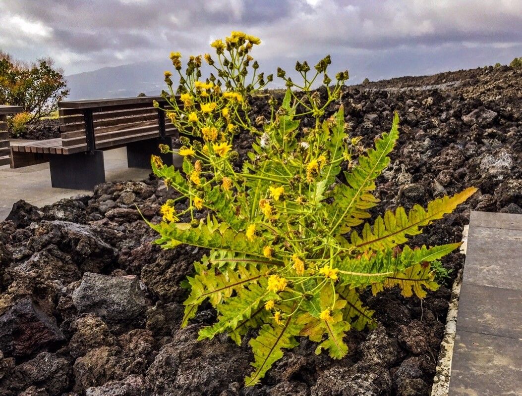 Sonchus bornmuelleri — search result for 'Sonchus'