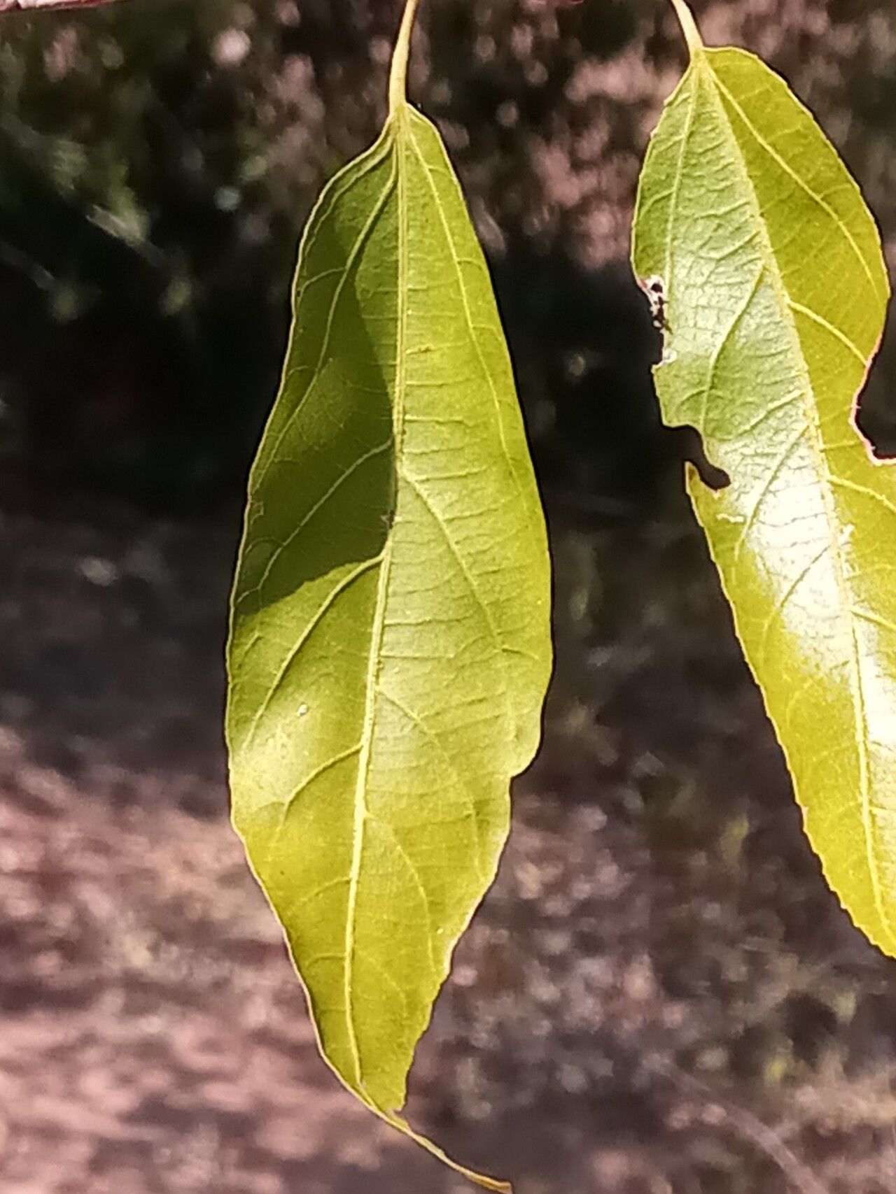 Grewia humbertii — search result for 'Grewia'