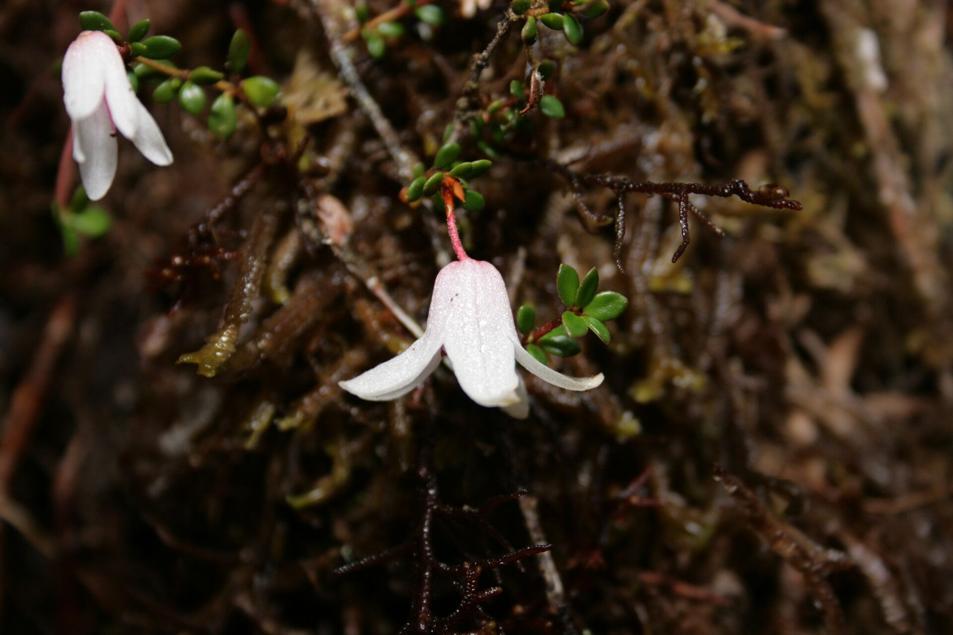 Rhododendron anagalliflorum — houseplant care guide