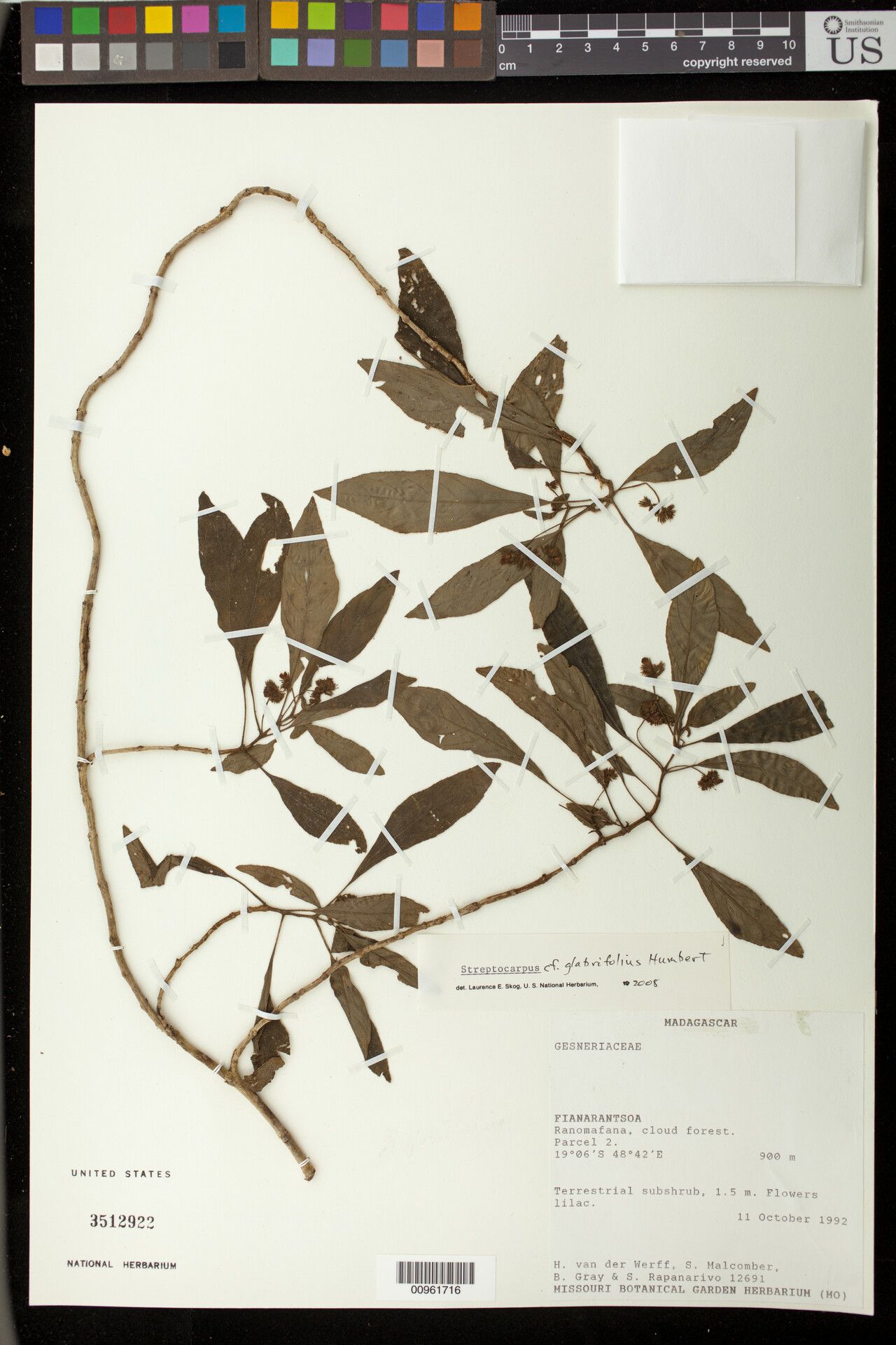 Streptocarpus glabrifolius — search result for 'Streptocarpus'