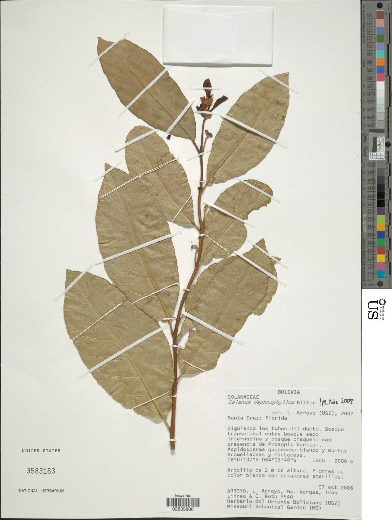 Solanum daphnophyllum — houseplant care guide