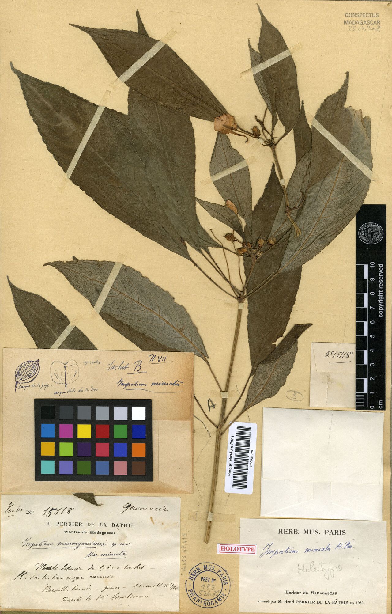 Impatiens bathiei — houseplant care guide