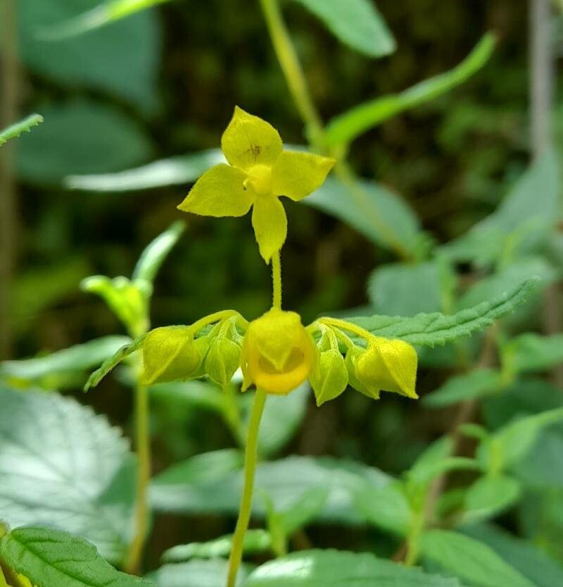 Calceolaria polyclada other