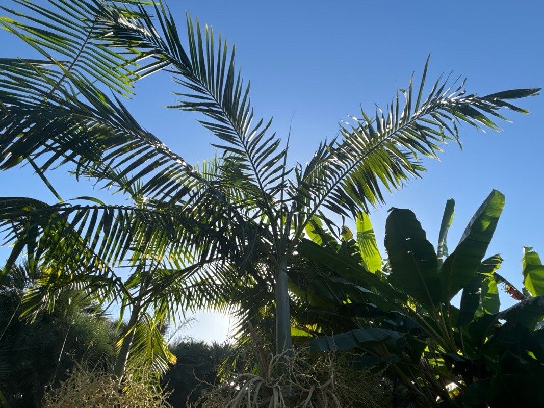 Veitchia metiti — related species from the same genus