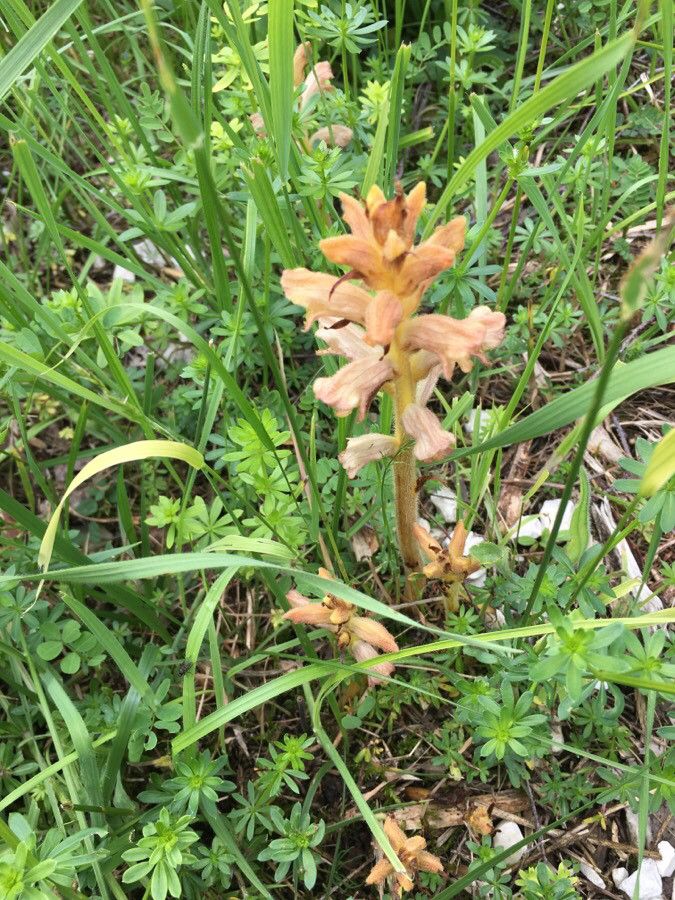Orobanche caryophyllacea leaf