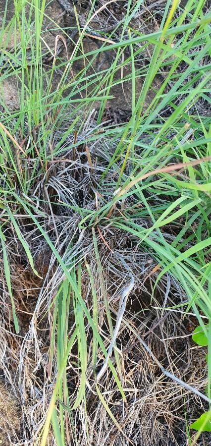 Hyparrhenia filipendula — search result for 'Filipendula'