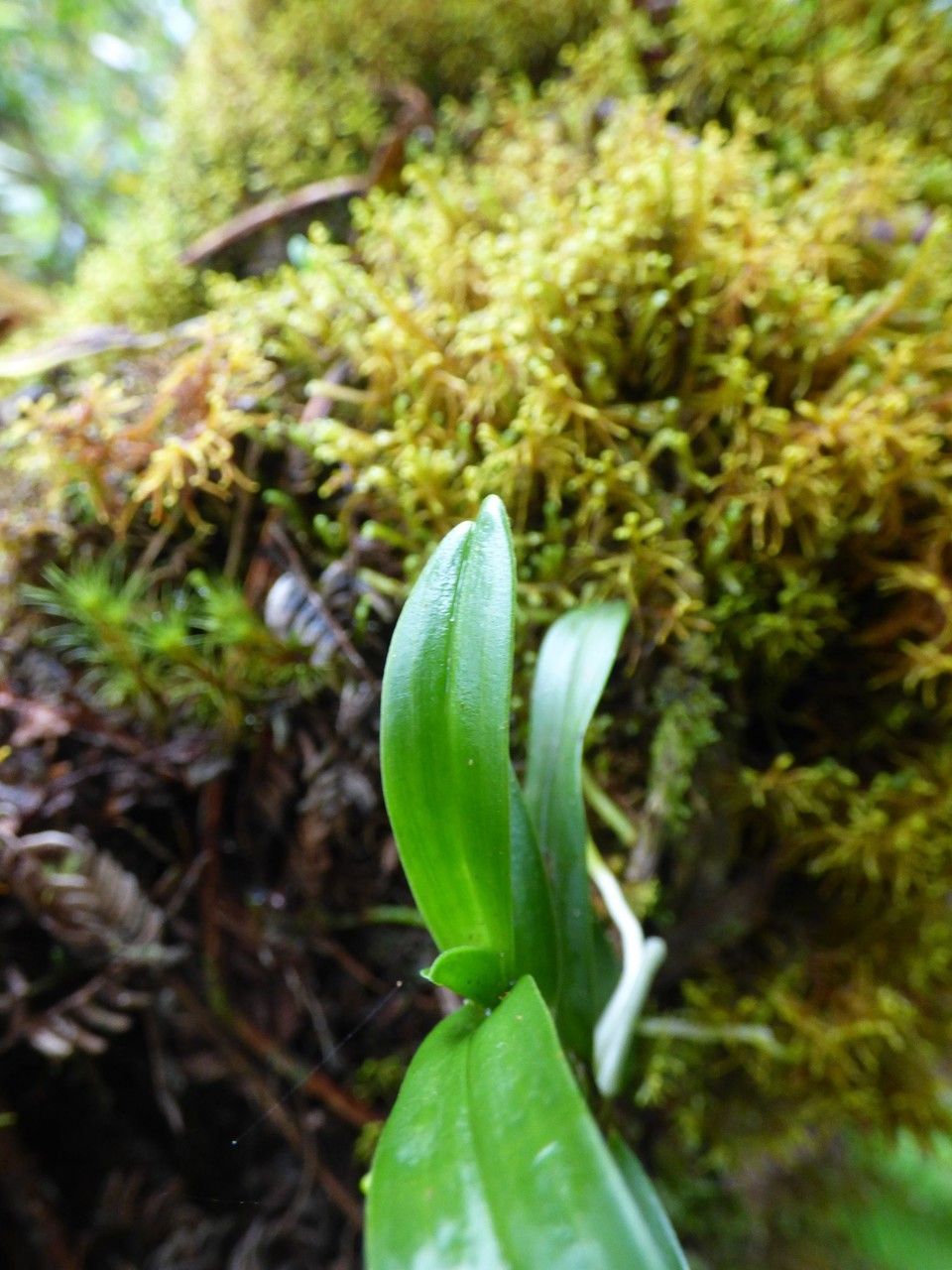 Angraecum costatum — houseplant care guide