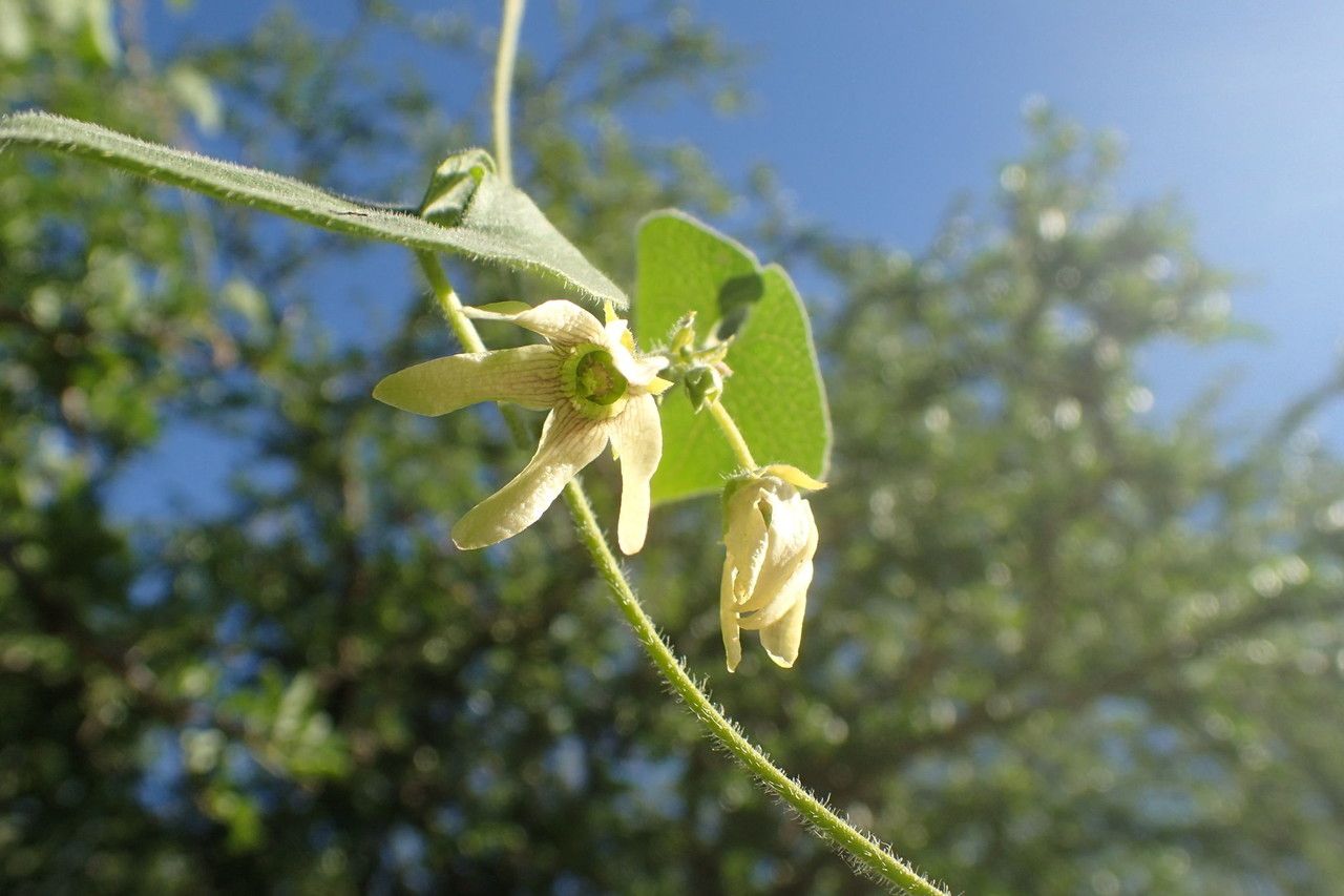Polystemma cordifolium flower