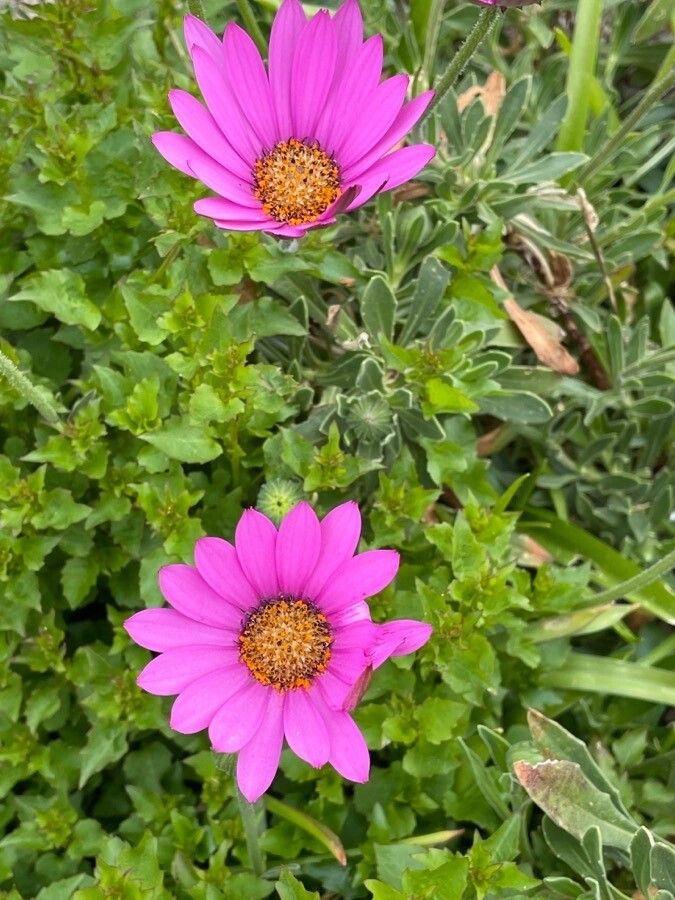 Osteospermum jucundum habit