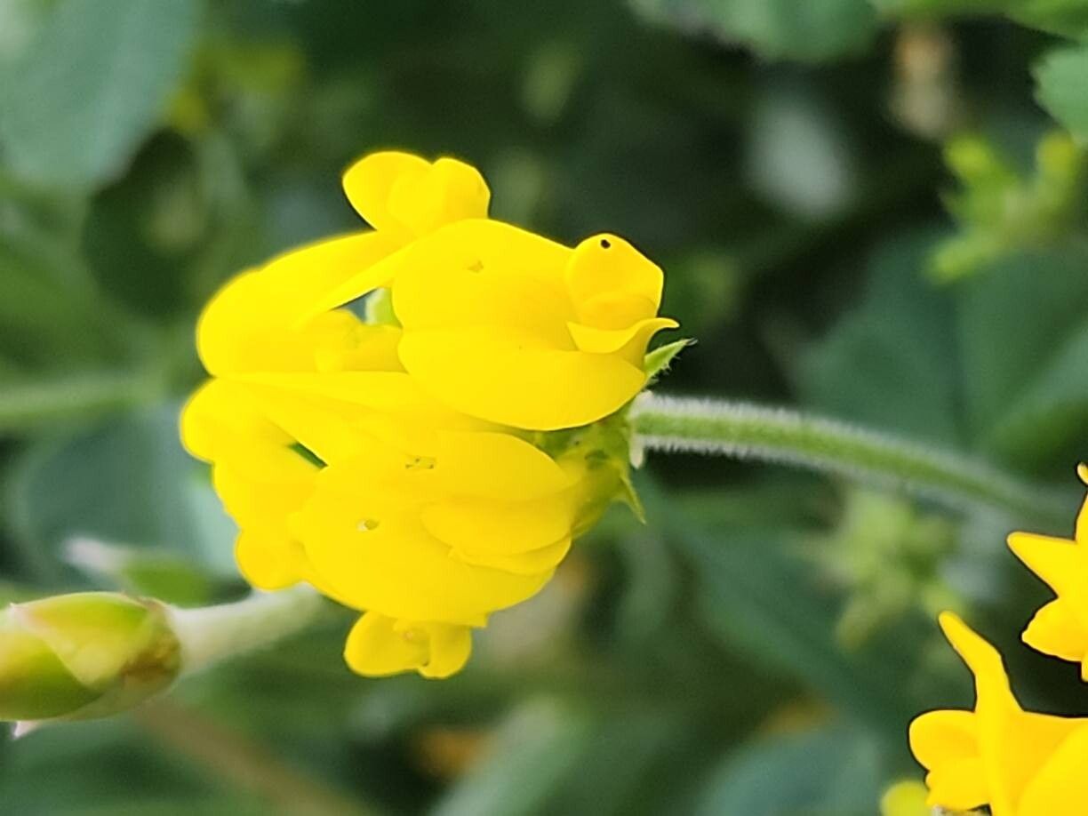Trigonella caelesyriaca flower
