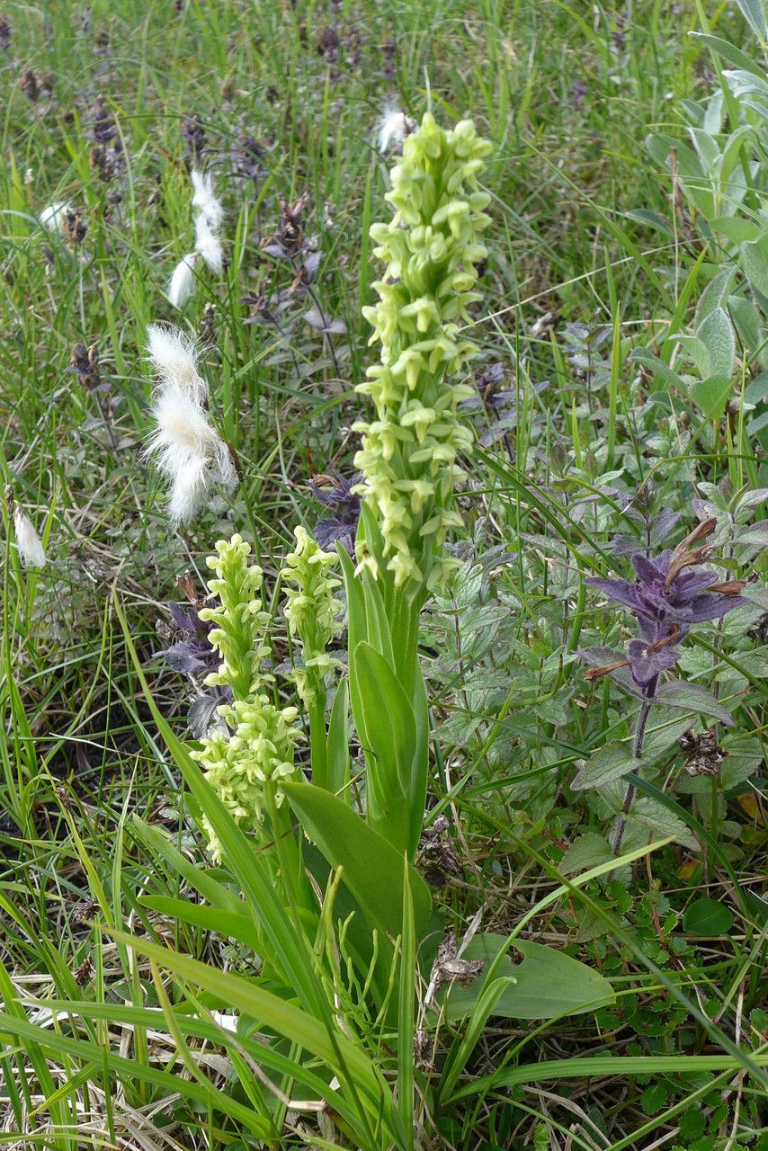 Platanthera flava habit