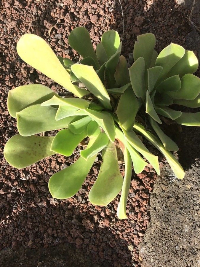 Aeonium palmense leaf