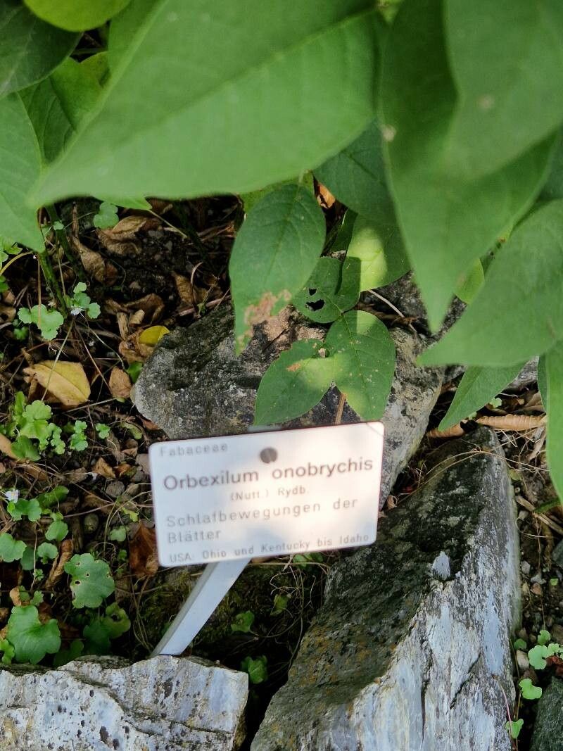 Orbexilum onobrychis other