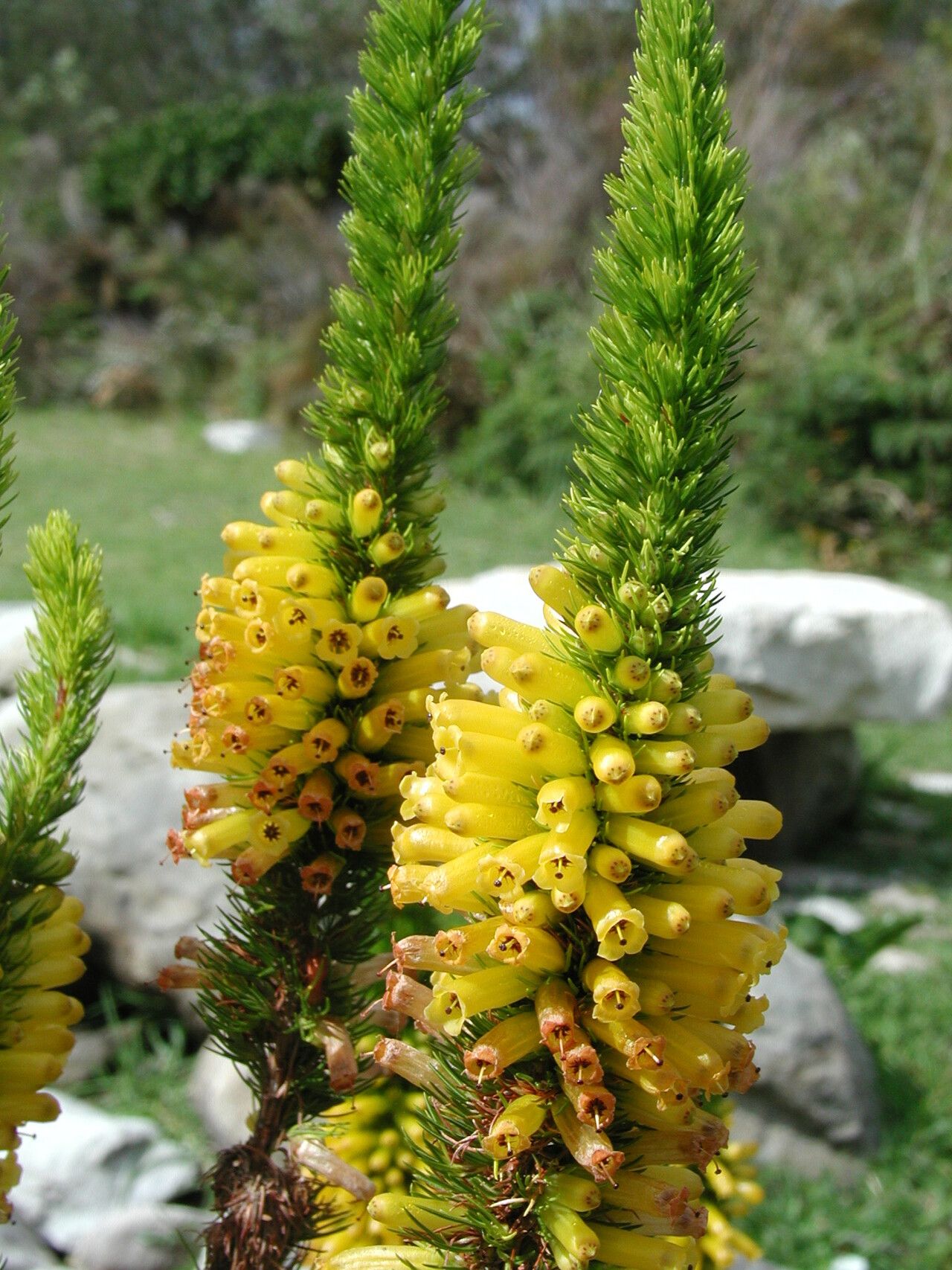 Erica patersonii flower