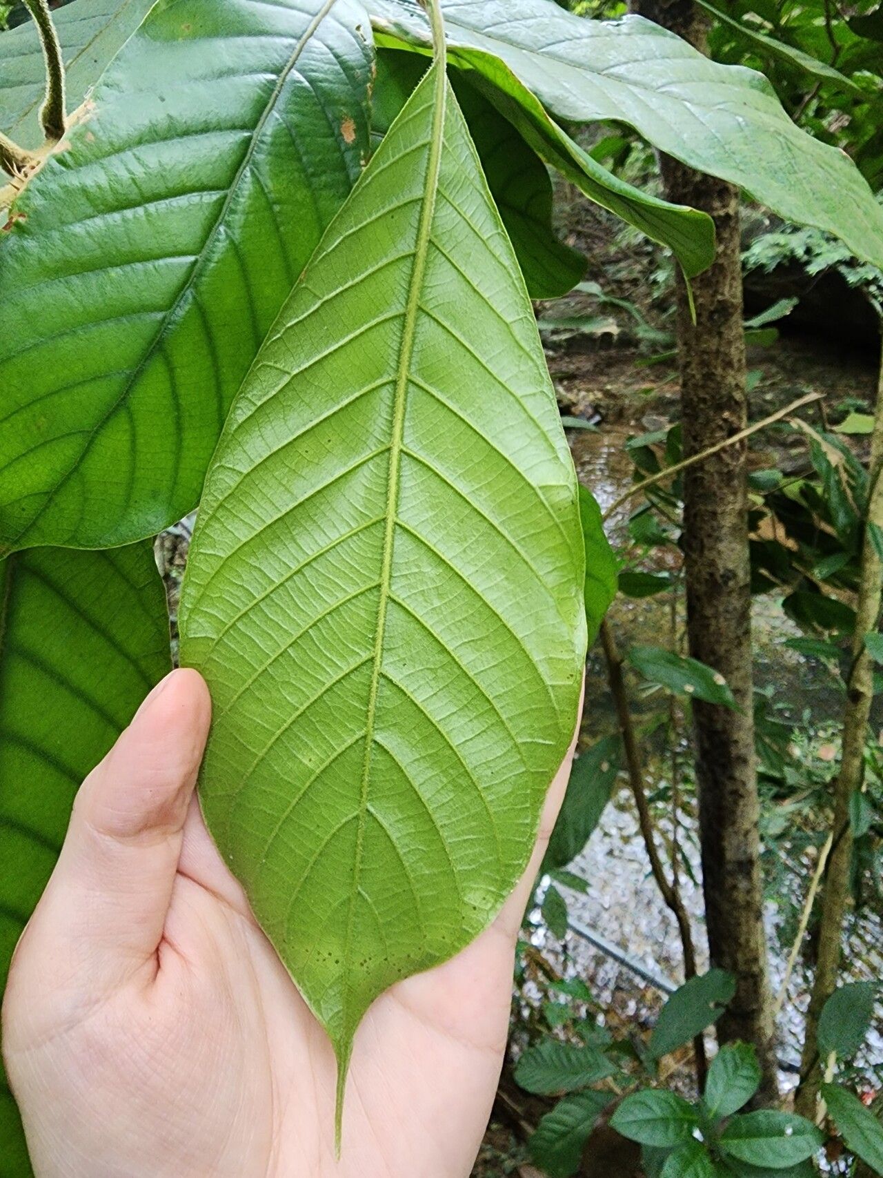 Lithocarpus haipinii — houseplant care guide