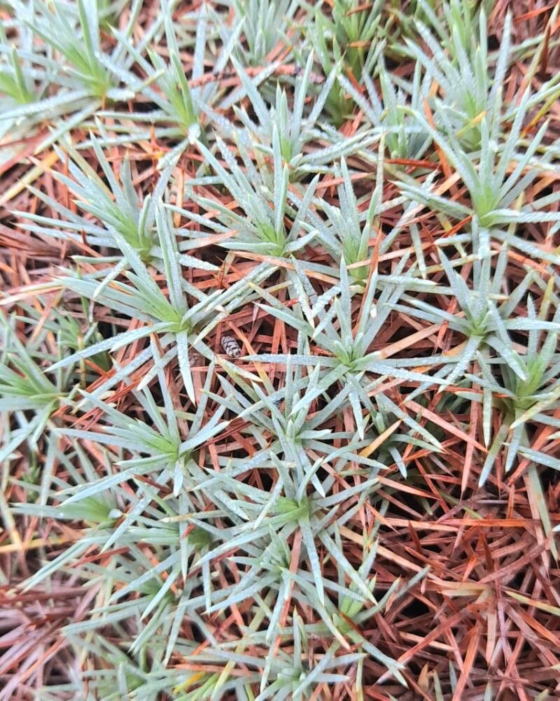 Acantholimon albanicum — related species from the same genus