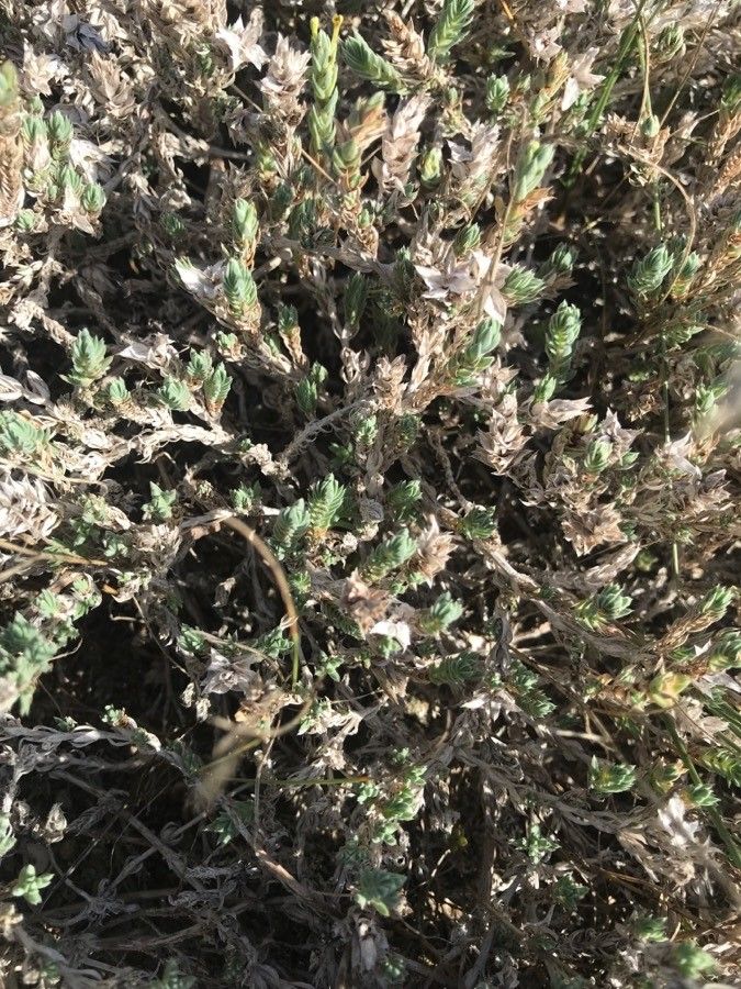 Crucianella maritima fruit