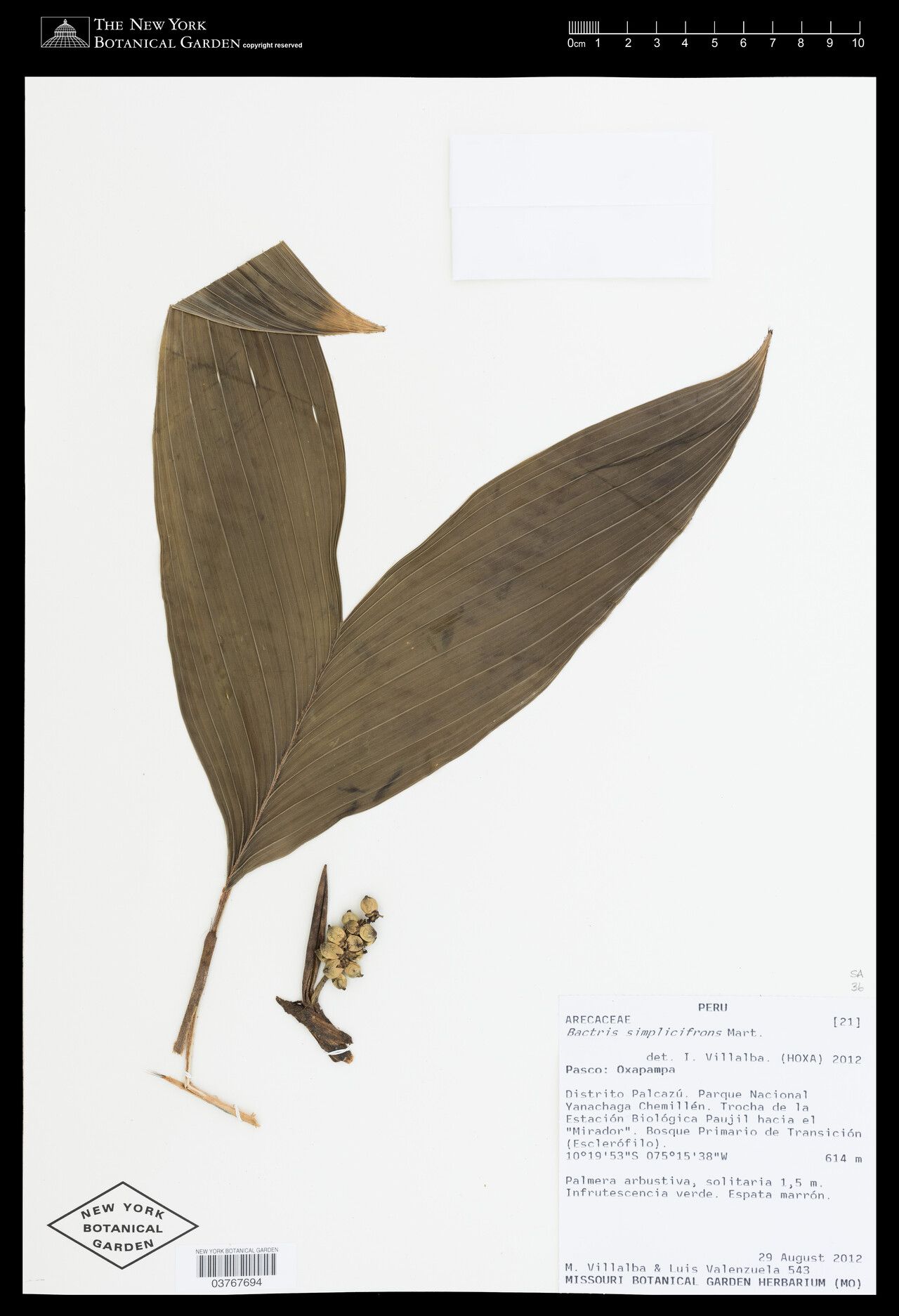 Bactris simplicifrons fruit