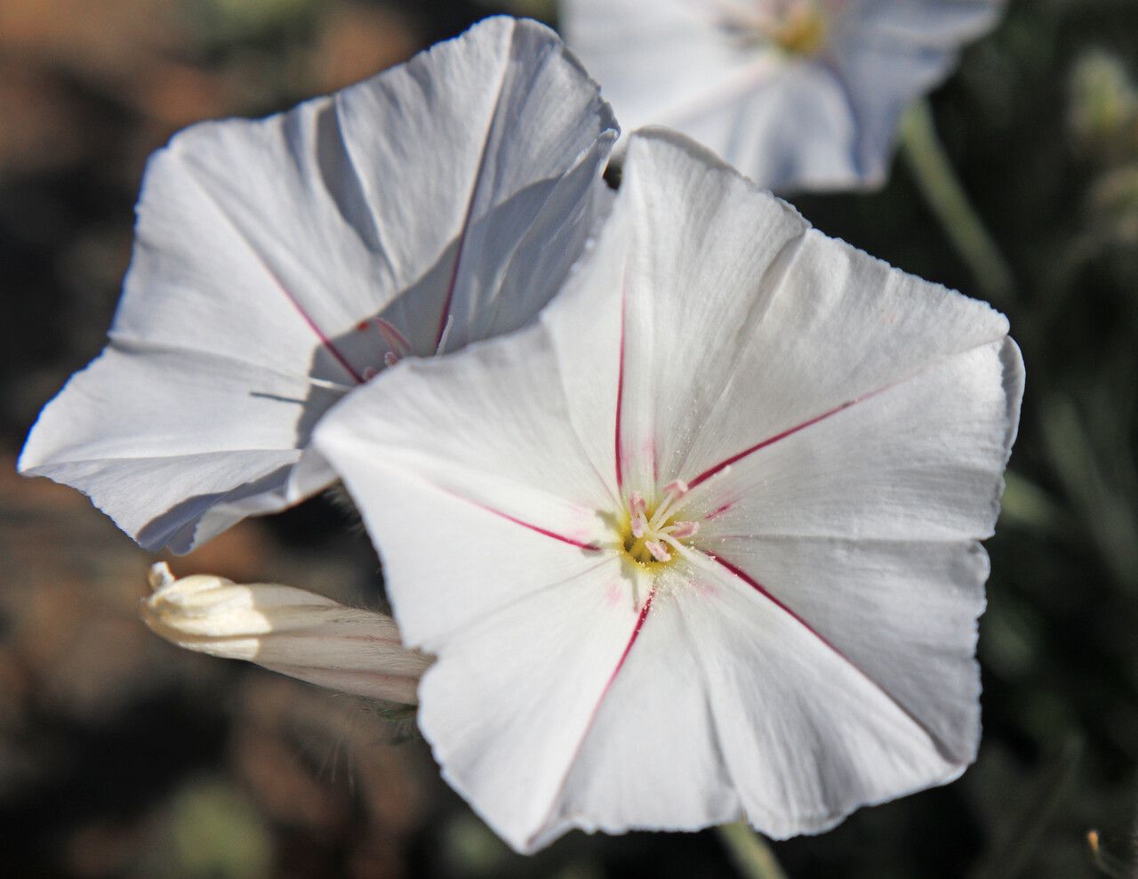 Convolvulus oleifolius flower