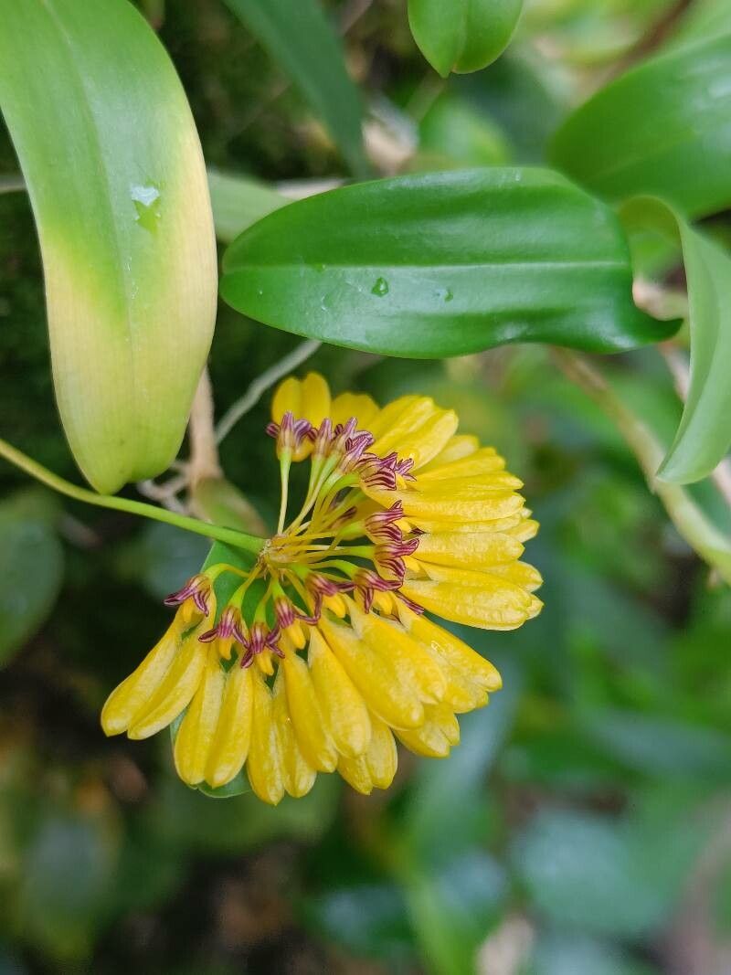 Bulbophyllum omerandrum — houseplant care guide