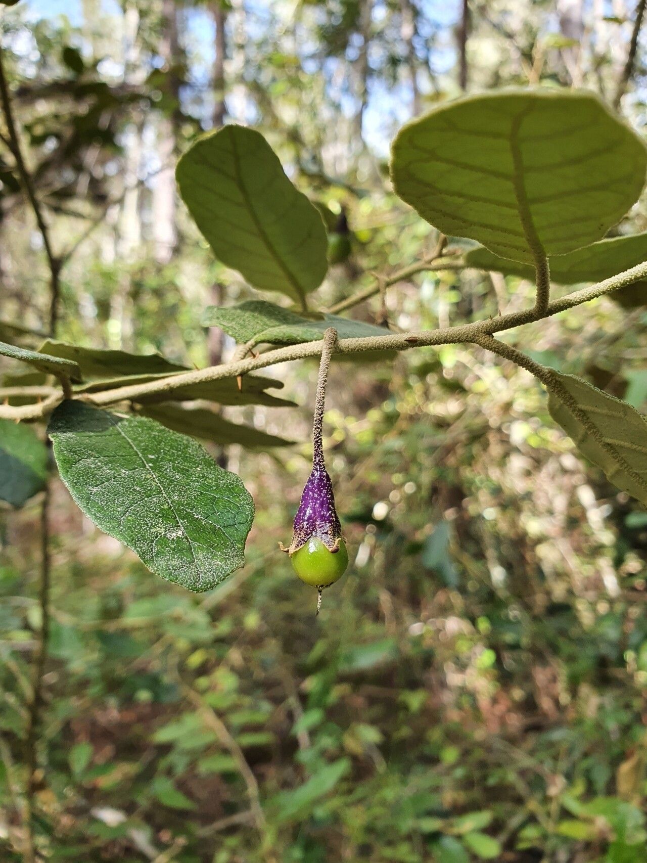 Solanum crotonoides fruit