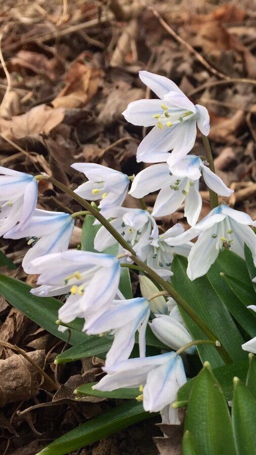 Othocallis mischtschenkoana flower