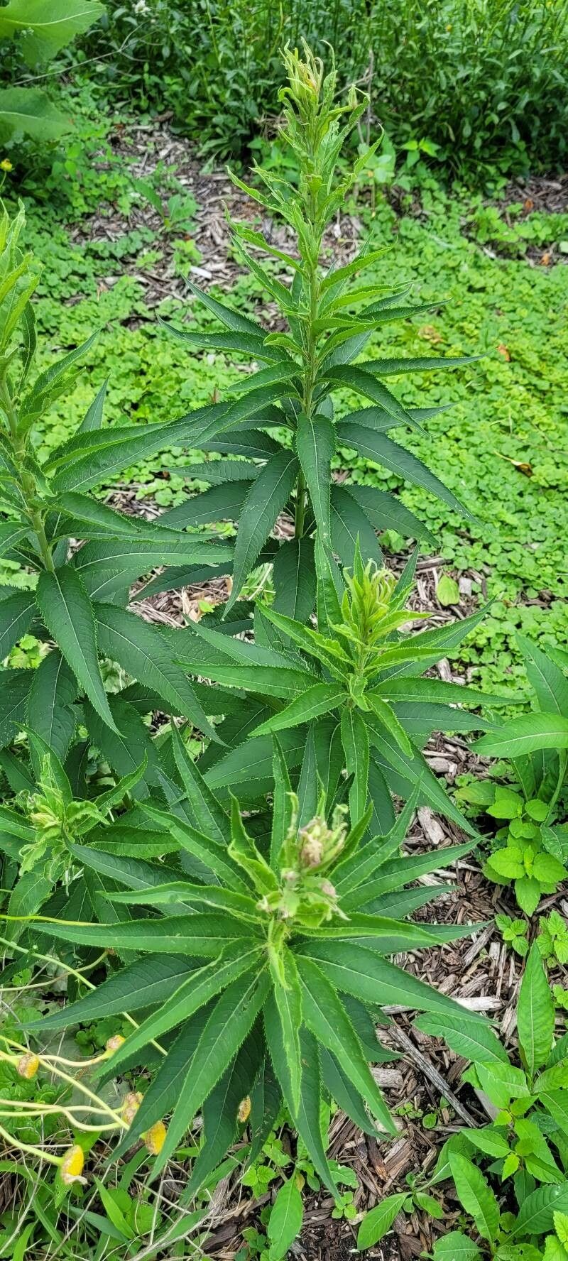 Vernonia fasciculata — search result for 'Vernonia'