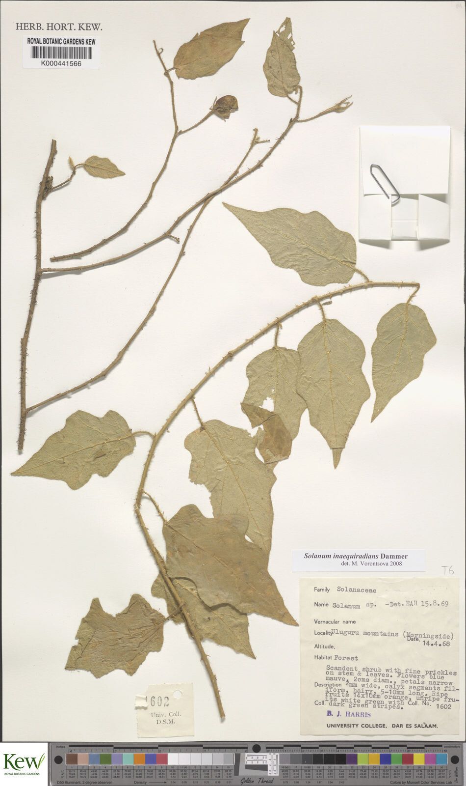 Solanum inaequiradians — houseplant care guide