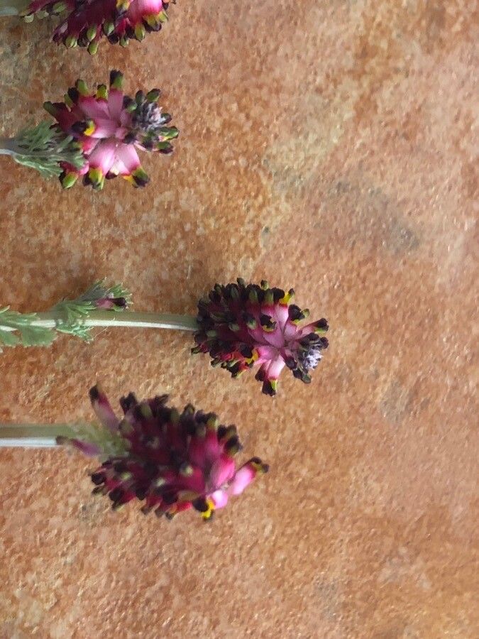 Platycapnos spicata flower