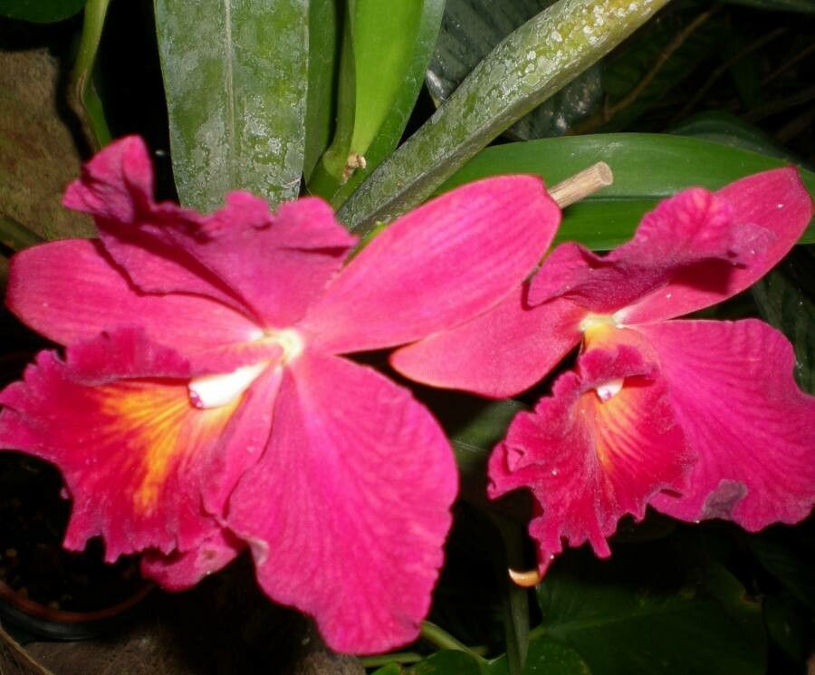 Cattleya brevipedunculata flower