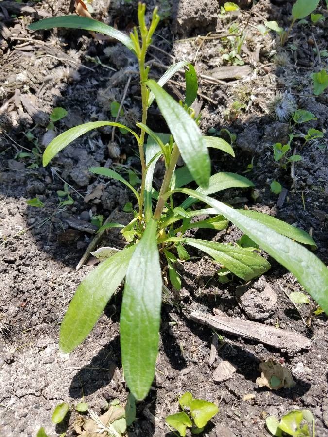 Symphyotrichum oblongifolium — search result for 'Symphyotrichum'