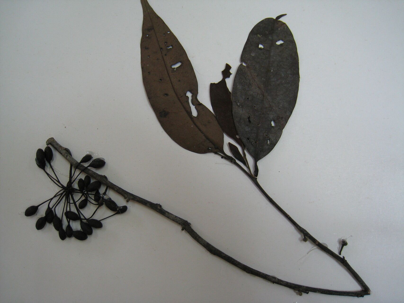 Guatteria liesneri other