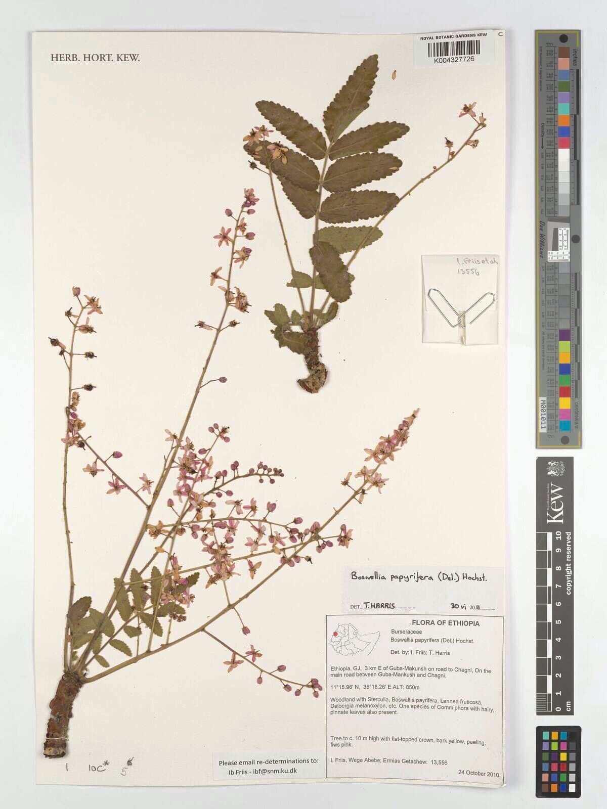 Boswellia papyrifera — related species from the same genus