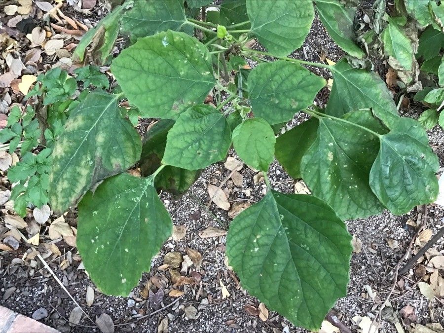 Clerodendrum chinense — search result for 'Clerodendrum'
