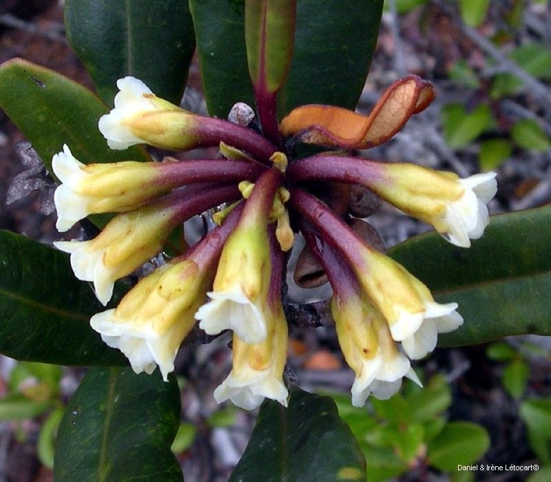 Baloghia brongniartii — related species from the same genus