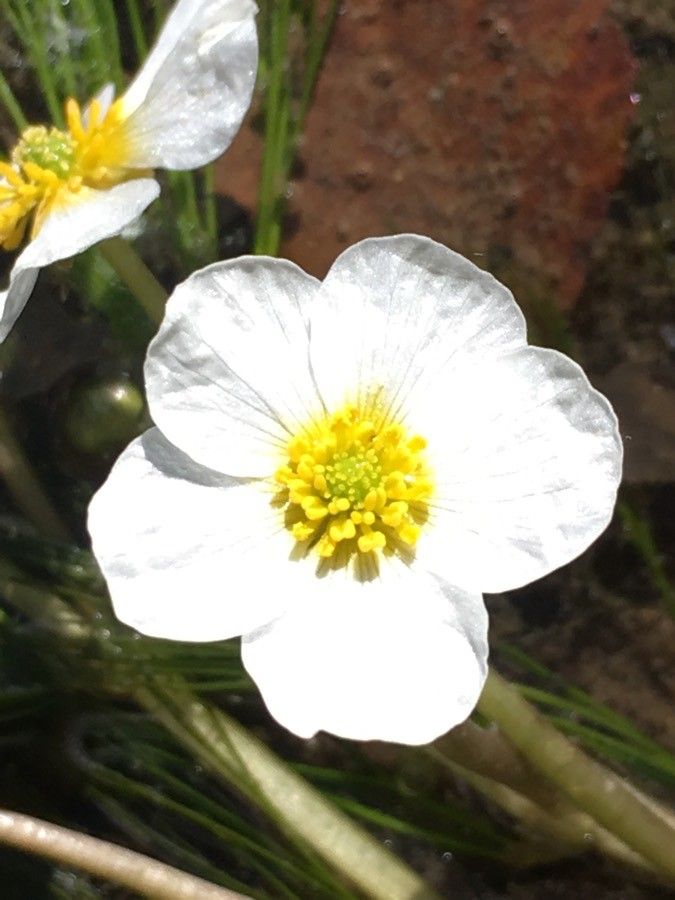Ranunculus fluitans flower