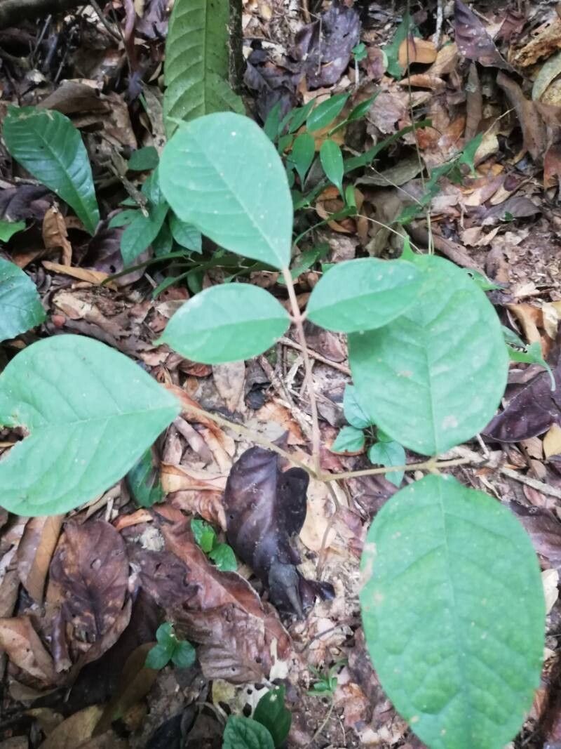 Pachylobus buettneri — related species from the same genus