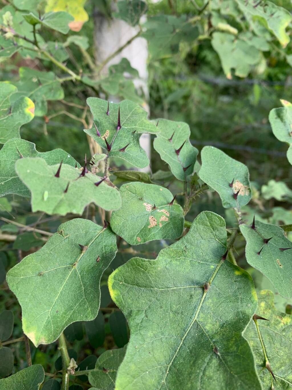 Solanum insanum — houseplant care guide