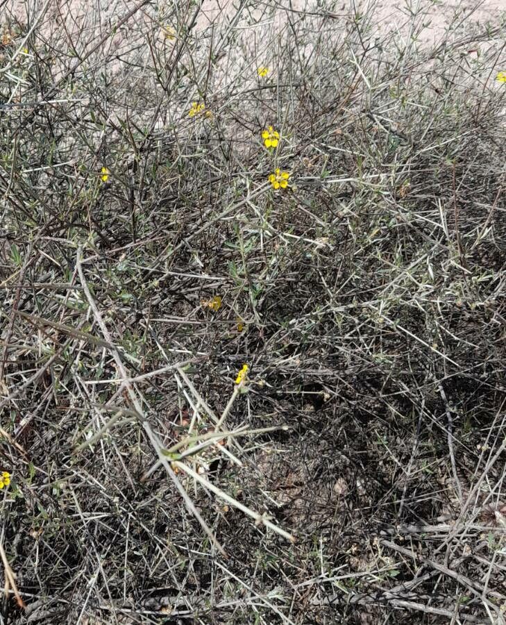 Tricomaria usillo habit