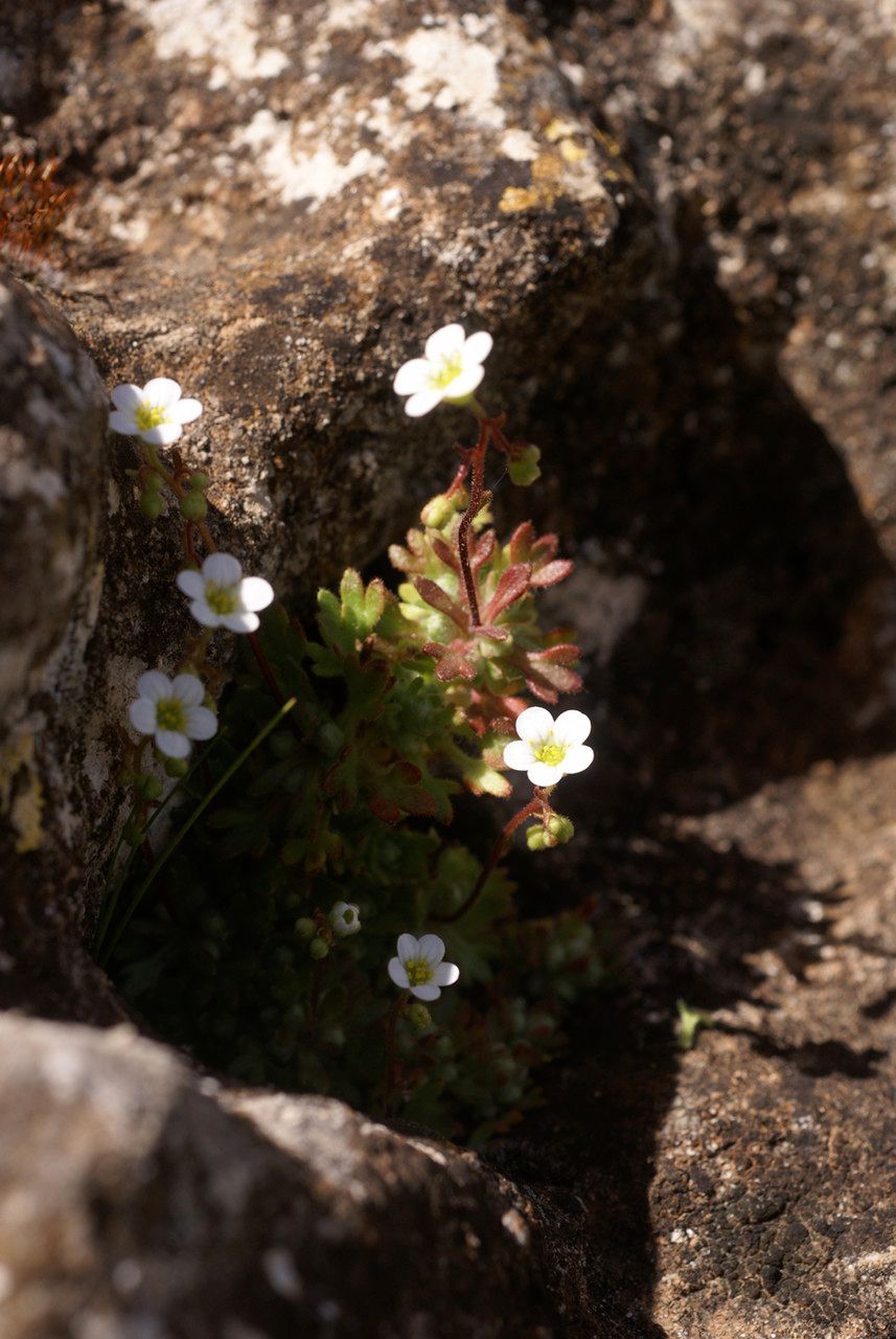 Saxifraga globulifera habit