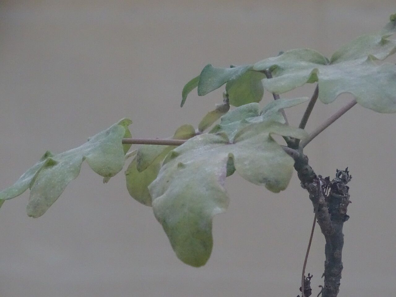 Uncarina decaryi — related species from the same genus