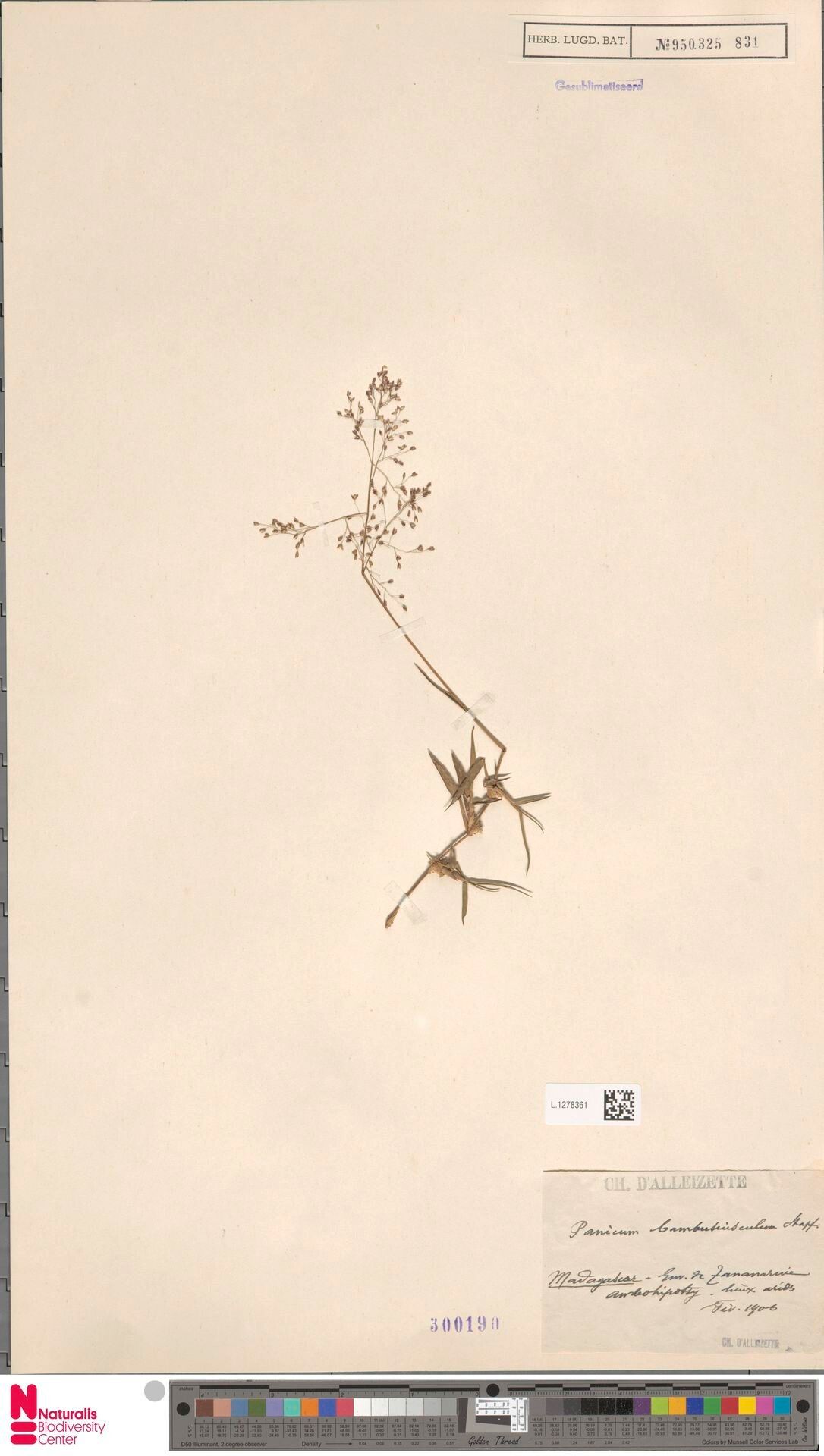 Panicum bambusiusculum — houseplant care guide