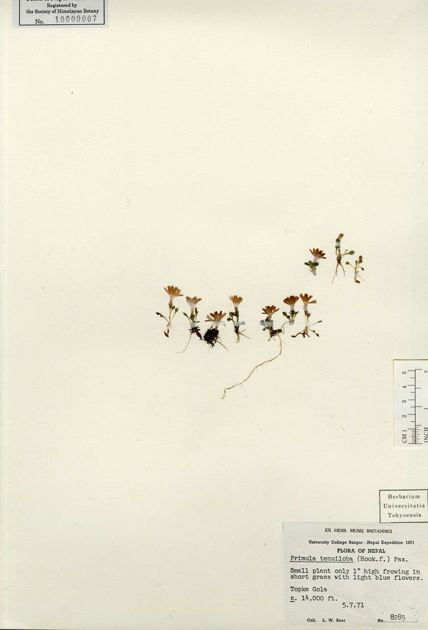 Primula tenuiloba other