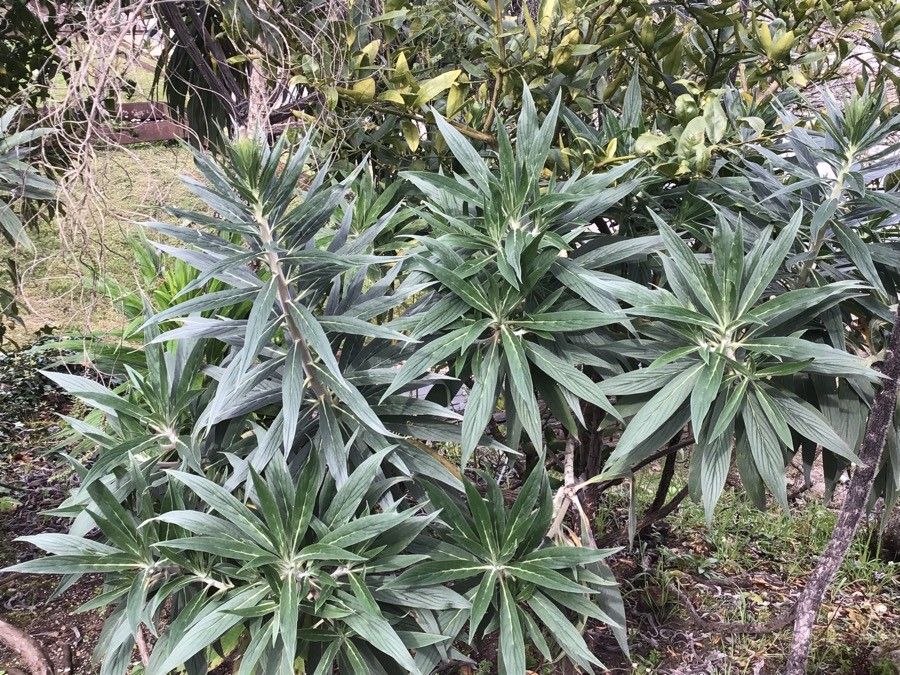Echium pininana