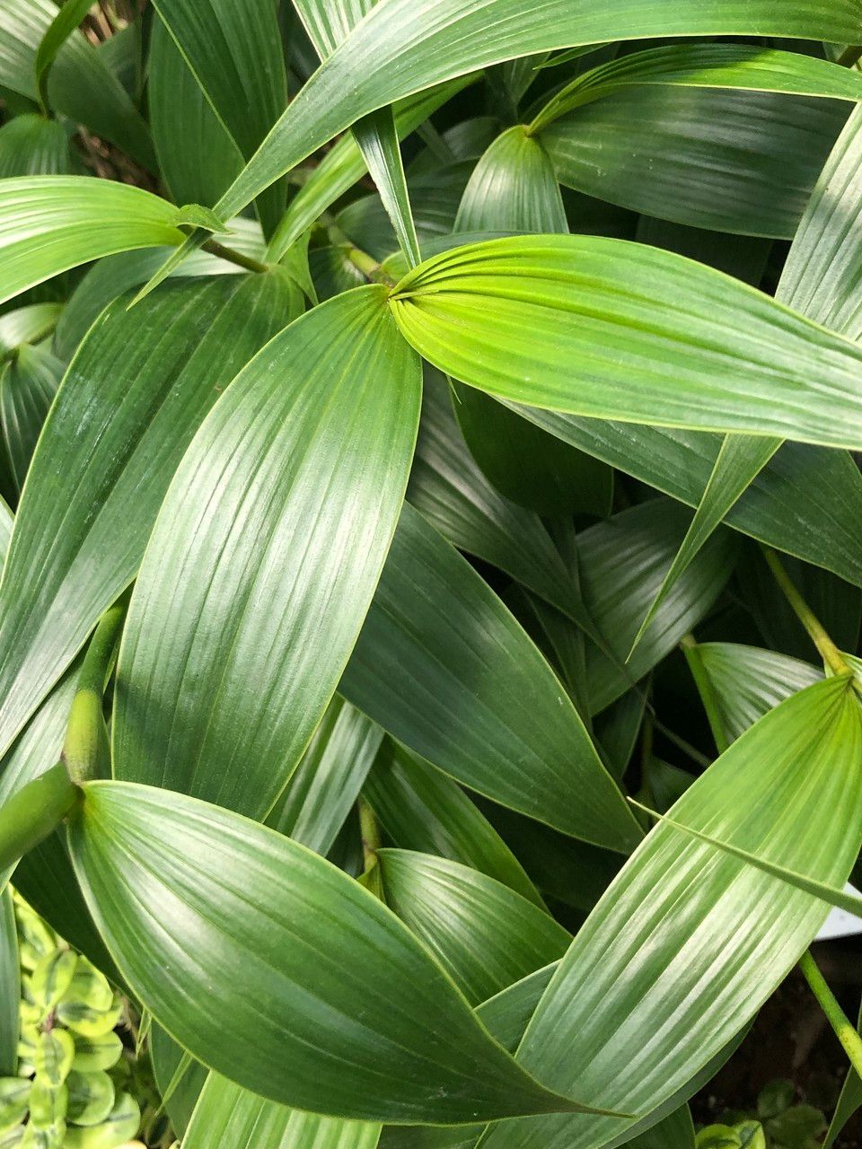 Sobralia cv. 'Mirabilis' fruit