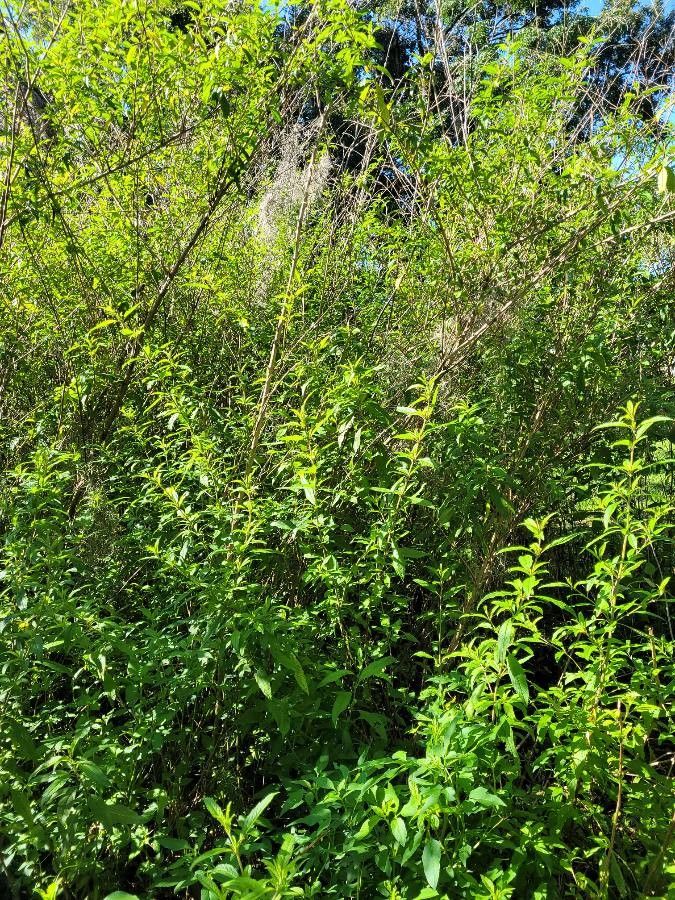 Hyptis verticillata habit