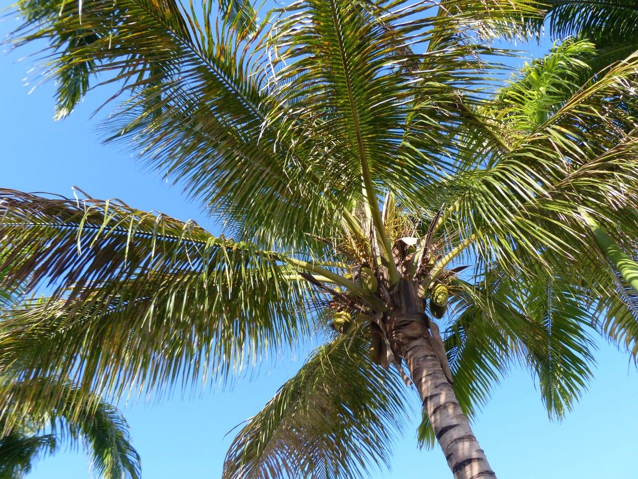 Roystonea regia leaf